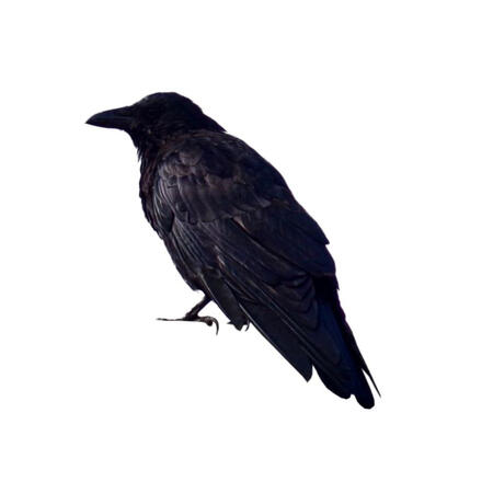 A picture of a crow, facing to the middle left of the sceen.